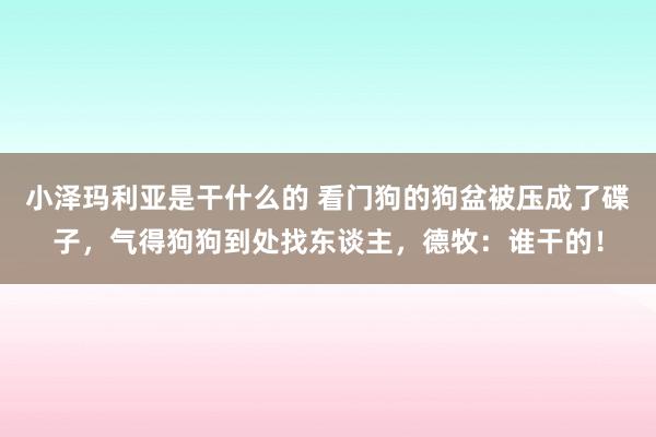 小泽玛利亚是干什么的 看门狗的狗盆被压成了碟子，气得狗狗到处找东谈主，德牧：谁干的！